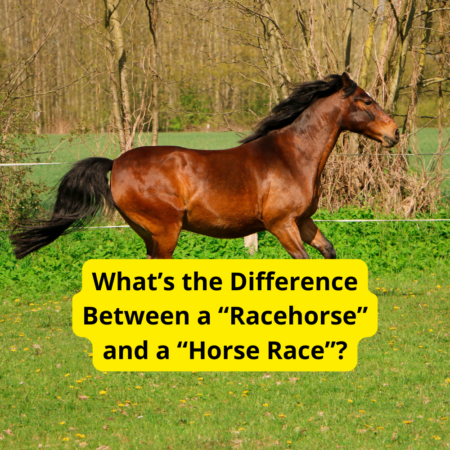 What’s the Difference Between a “Racehorse” and a “Horse Race”?